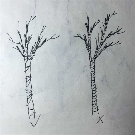 20种树的画法简笔画 20种树的画法简笔画图片 | 抖兔教育