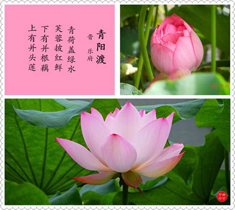 中国风水墨荷花诗歌背景背景图片素材免费下载_熊猫办公