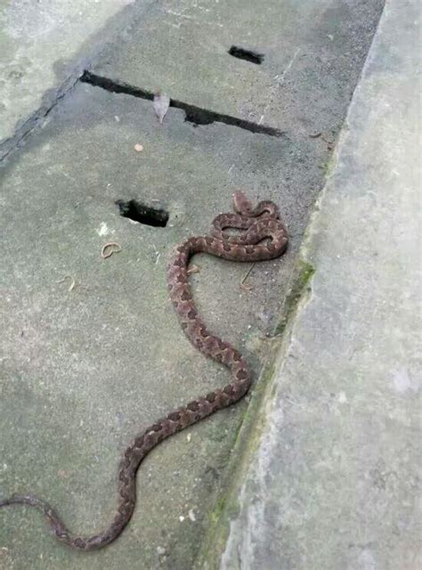 “蛇进家门寓意好”！3条大蛇压塌房顶，蛇进家门真的不能打吗？