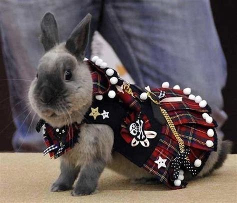 兔年看兔：世界各国奇怪的兔子_财经_腾讯网