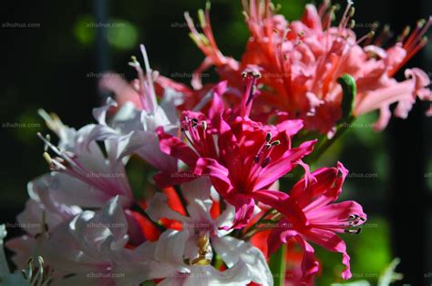 娜丽花(Nerinesarniensis)~图片