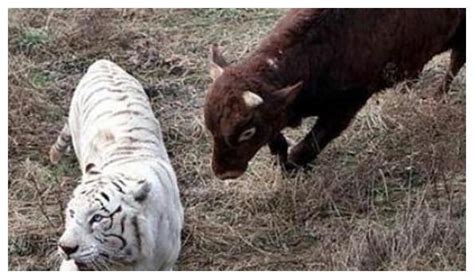 为训练白虎的野性，工作人员放了头黄牛进去，再去看时却疑惑了|白虎|黄牛|野性_新浪新闻