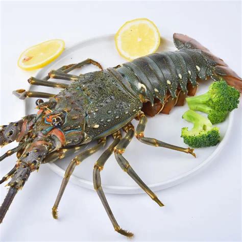 冷冻青龙虾宴会新鲜速冻海鲜澳洲花龙新鲜小青龙虾200-500克只-阿里巴巴