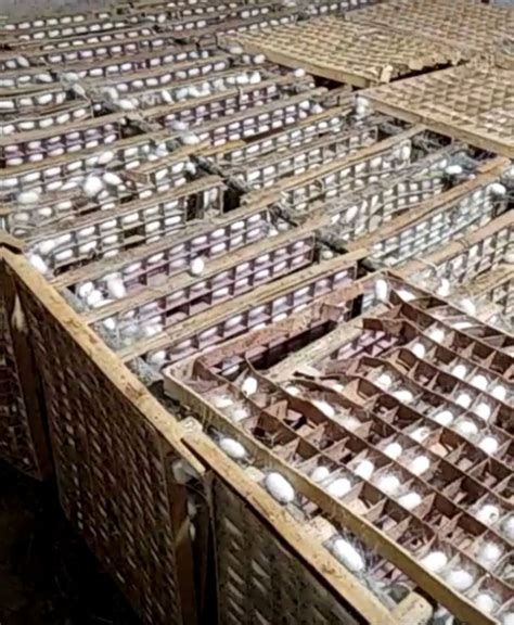 天然蚕茧 桑蚕茧 干蚕茧 美容蚕茧 100个一包 广西原产地现货直销-阿里巴巴