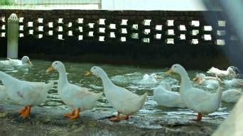 家禽鸭场业务中的黄鸭群高清图片下载-正版图片502541617-摄图网