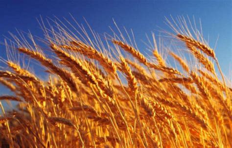 河南省启动2017年小麦最低收购价收购 维护种粮农民利益|收购 ...