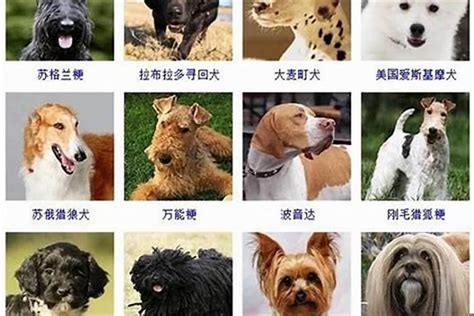 2023年狗狗名字吉利顺口，怎样取狗名字才洋气_起名_若朴堂文化