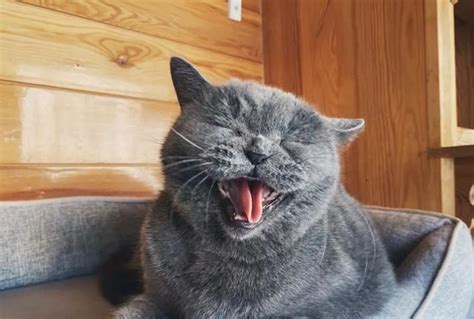毛毛猫图片