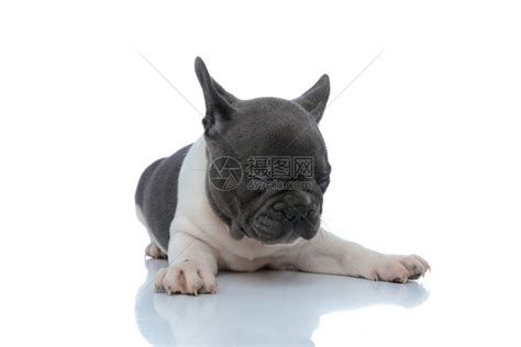在明亮的房间里猎犬比格犬睡在沙发上的垫子上复制左边的空格小猎犬睡在家里沙发上的垫子上高清图片下载-正版图片307251630-摄图网
