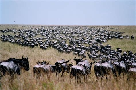 肯尼亚动物大迁徙 - 搜狗百科