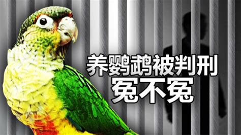 卖30只鹦鹉赚不到400元，法定刑10年以上？处理结果让她当场大哭……-桂林生活网新闻中心