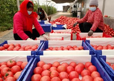山东东营：蔬菜丰收供市场-人民图片网