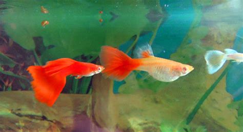 红绿灯鱼:红绿灯鱼不用加热棒能过冬吗 - 小型观赏鱼 - 广州观赏鱼批发市场