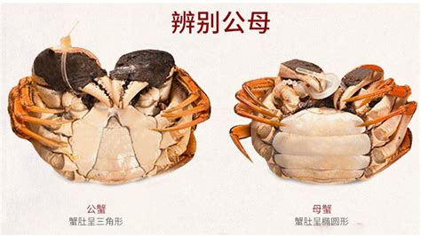 螃蟹的特殊身体构造及其生长分布：螃蟹种类非常复杂且多样的物种！_腹部