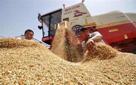 小麦一亩地的产量可以达到多少斤？ - 农业种植网