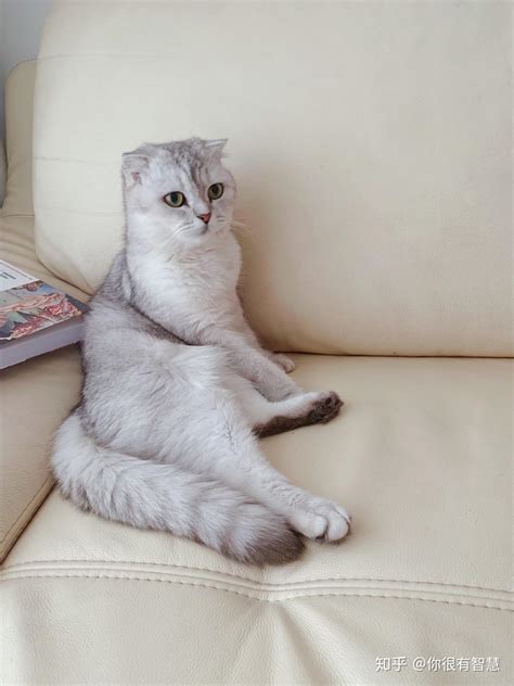 宠物银渐层英国短毛猫高清图片下载-正版图片501395270-摄图网