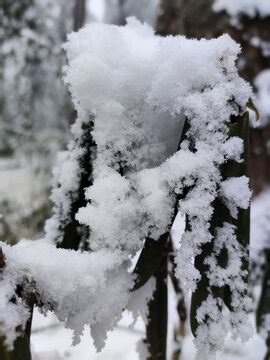 雪刺图片