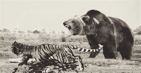东北虎和棕熊打架，一个技术好，一个力量强，谁更厉害？