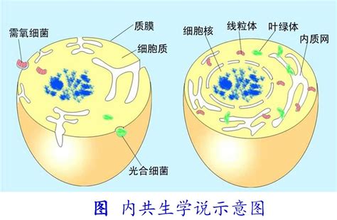 微生物所科研团队揭示驱动蛋白nKCBP调控根瘤菌内共生的分子细胞机制----中国科学院微生物研究所