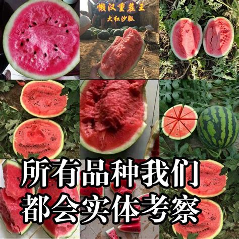 大果型甜王西瓜品种,大型西瓜品种大全,富贵甜王西瓜品种简介_大山谷图库
