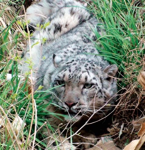 雪豹-甘肃野生动物-图片