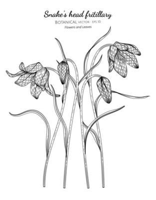 flor e folha de peônia desenhadas à mão ilustração botânica com arte de ...