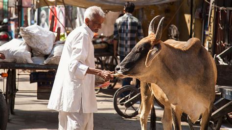在印度这个国家，牛的地位比人还高？_凤凰网视频_凤凰网