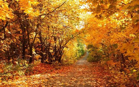 森林大道图片-秋天铺满落叶的森林大道素材-高清图片-摄影照片-寻图免费打包下载