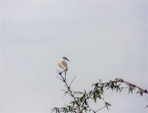 【树上的白鹭摄影图片】生态摄影_太平洋电脑网摄影部落