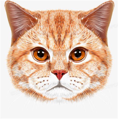 猫猫头图片