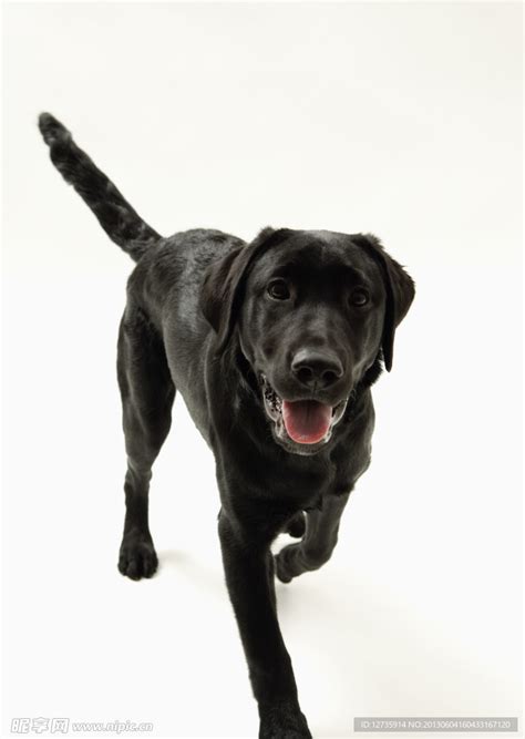 工作的黑色拉布拉多肖像拉不拉多拉布拉多犬高清摄影大图-千库网
