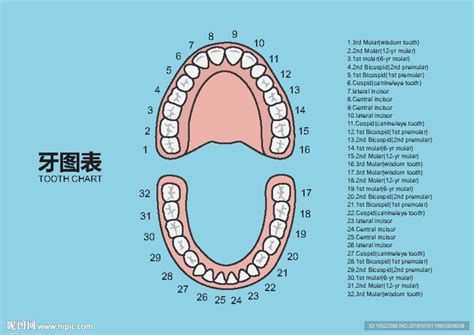 十字牙位图图片