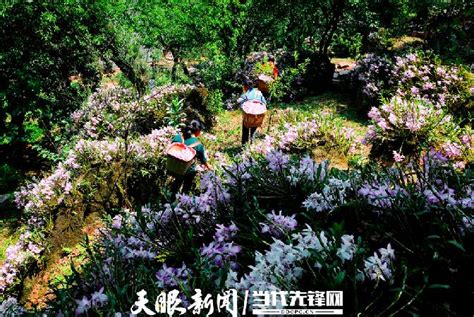 林下经济展示 - 实用技术 - 广州市林业园林科技推广服务平台
