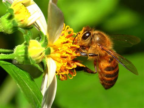 网上能买到真的蜂巢蜜吗，附选购技巧和鉴别方法 - 农敢网