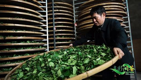 2019年福建茶园面积、茶叶产量结构、出口市场及种类分析[图]_智研咨询