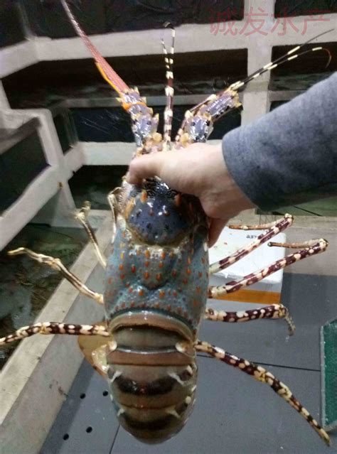 世上最大的美洲螯龙虾，体重可以达到50斤，钳子简直比胳膊还粗_腾讯视频