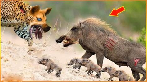 疣猪草原上最倒霉的动物_腾讯视频