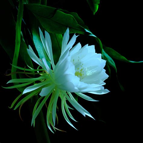 昙花的图片