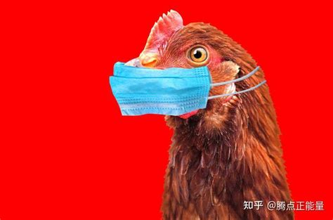 4800万只禽类被扑杀！欧洲暴发史上最大禽流感，已波及37个国家！ - 知乎