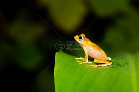 绿青蛙摄影野生动物生物学日志河岸亚种池塘湿地林蛙动物高清图片下载-正版图片321752225-摄图网