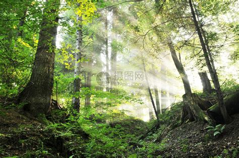 太阳光束从迷雾森林中倾泻而下高清图片下载-正版图片503220199-摄图网