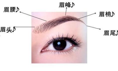【图】修眉毛的正确步骤分享 教你四步修好眉毛(2)_伊秀美容网|yxlady.com