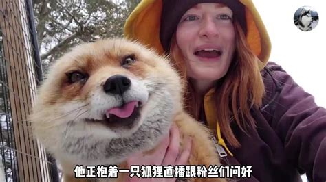国外小哥救助了一只狐狸，从此赖在家里不走了，还总是和小哥作对_腾讯视频