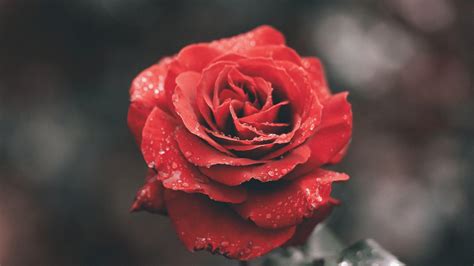 玫瑰花高清图片下载-正版图片500790903-摄图网