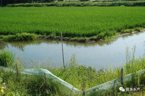 “虾稻共作”之如何做好养殖场地的改建？-中国鳗鱼网