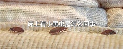 家里床上老有黑色或深褐色的圆形硬壳小虫子，是什么虫？怎么产生的？会对人有危害吗？怎么处理-百度经验