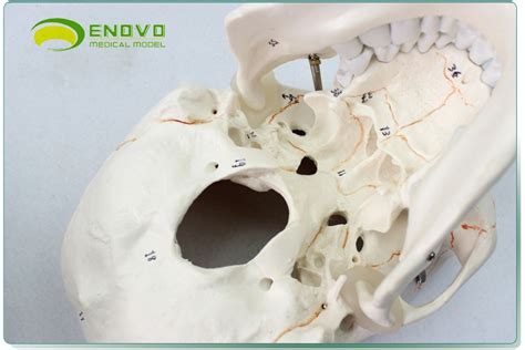 头颅模型 3部分带数字标识头骨头骨标准颅骨模型人体骨骼模型-阿里巴巴