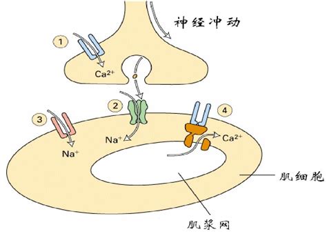 下图是神经细胞受到刺激时，部分离子的跨膜运输情况。与此有关的叙述正确的是（）A．图示中的Na+、K+离子跨膜运输不需要有载体蛋白的协助B．细胞 ...