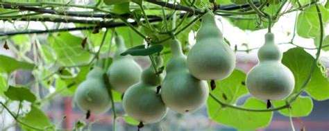 葫芦怎么种植？葫芦的种植方法-种植技术-中国花木网