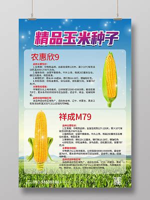 2022玉米种子最好的品种 - 惠农网
